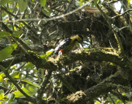 _MG_1843 Darjeeling woodpecker (f)