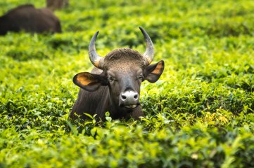 Bisons grazing in Puduthottam